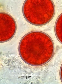 Astaxanthin (2.5% Algae...