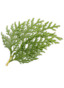 Japanese Cedar (Cryptomeria...