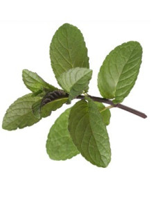 Patchouli Oil Terpenes...