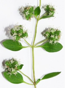 Marjoram Oil (Egypt)