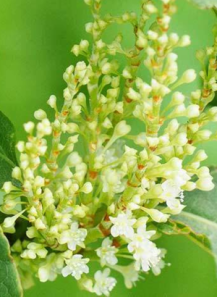 Japanese Knotweed Extract...