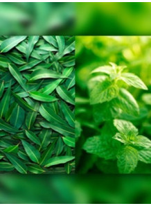 Eucalyptus & Spearmint...
