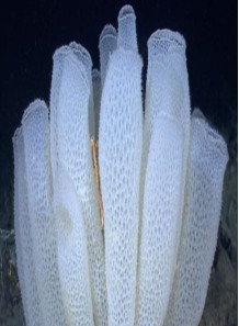 Microneedle Sponge (Sponge...