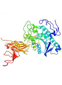 Lipase Enzyme...